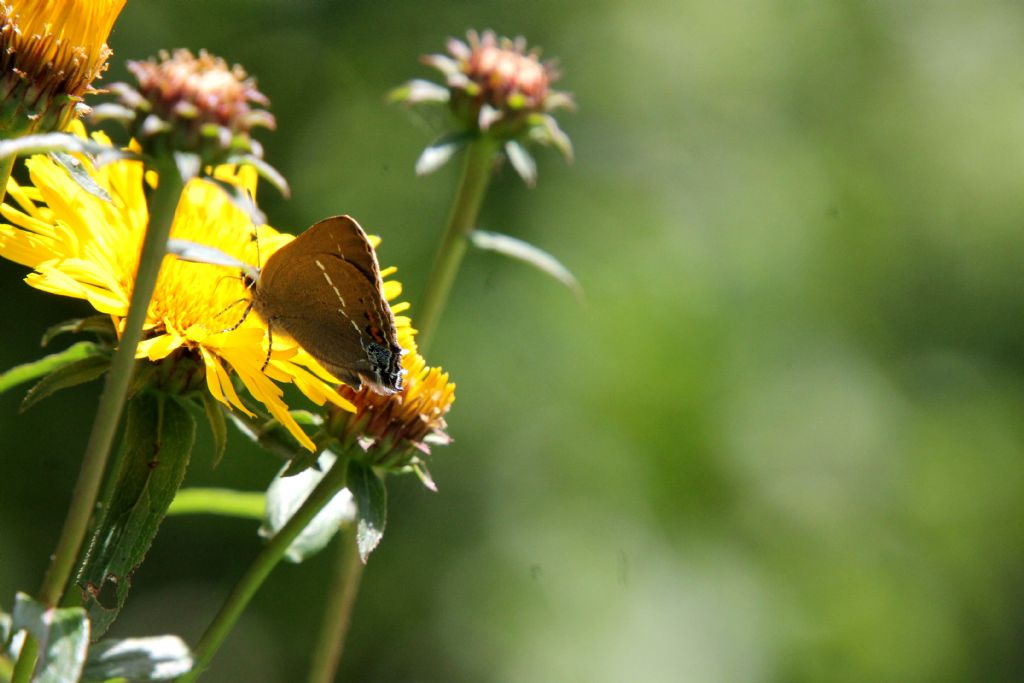 Satyrium acaciae?